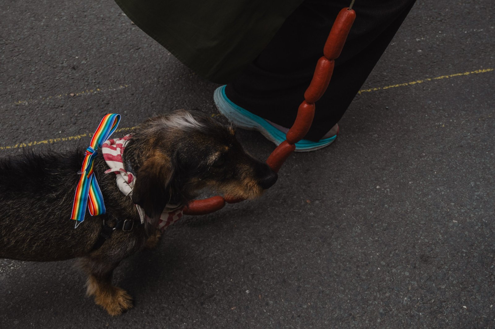 Dog with colorful collar and sausages